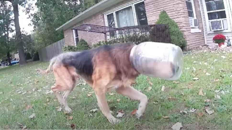 dog walking with its head stuck in a jug