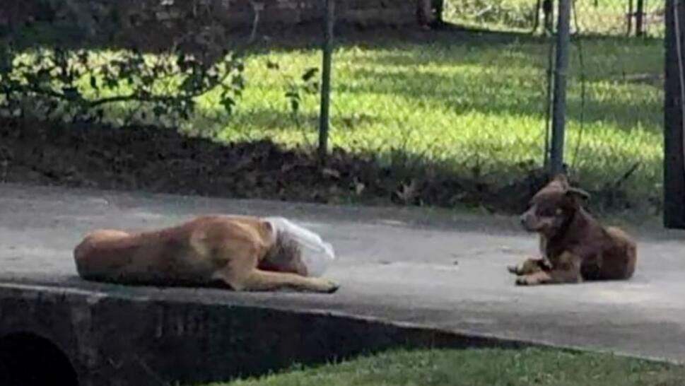 Dog with head stuck in plastic jug laying down next to his dog friend