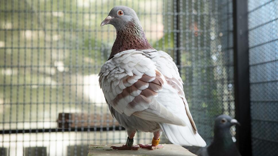 Spy Pigeon Cleared of Wrongdoing