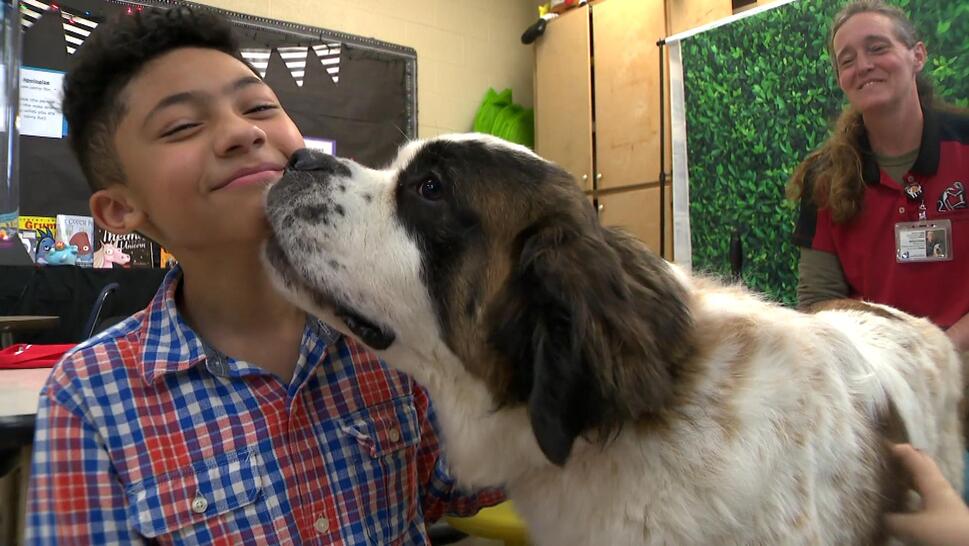 Therapy dogs help reluctant elementary school students to read aloud.