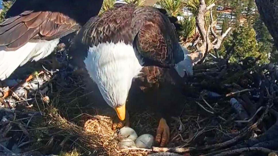 A bald eagle parent climbing into its nest to protect eggs.