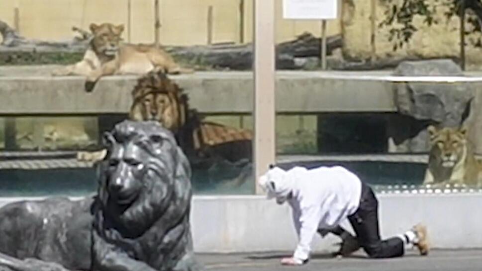 A zookeeper at Tobu Zoo dressed as a white tiger helped zoo employees run an escaped animal drill.