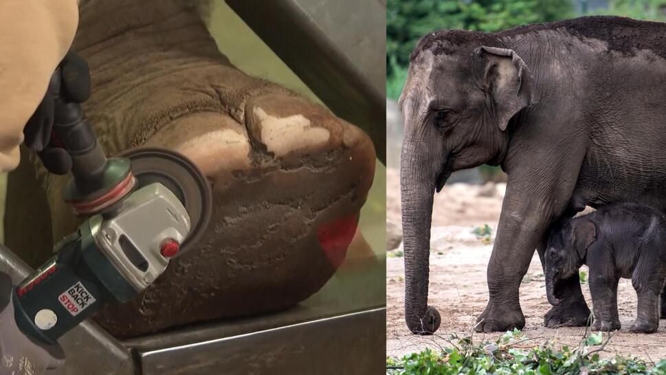 Elephants at the Cologne Zoo in Germany get pedicures as part of their medical care. 