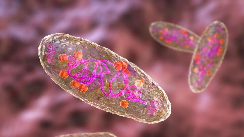 Plague bacteria (Yersinia pestis), computer illustration