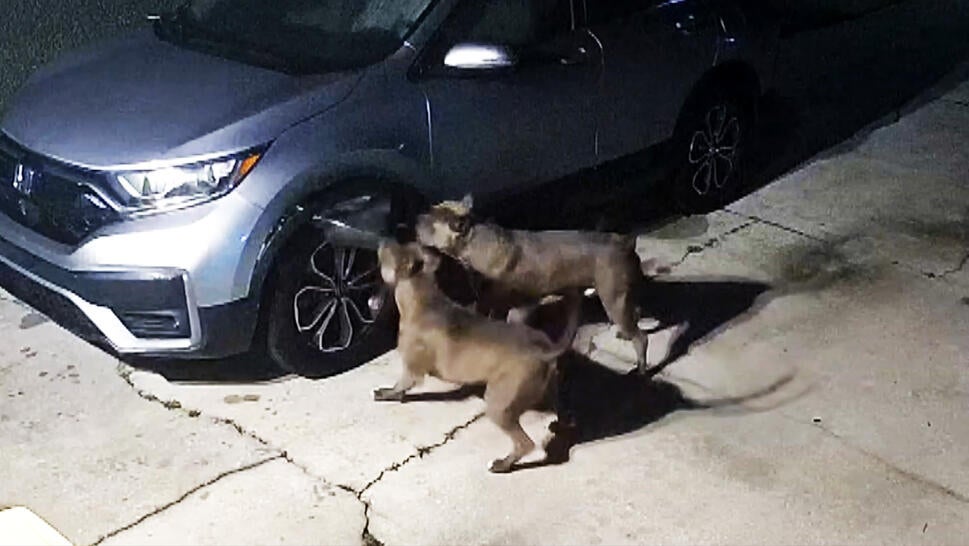 Dogs taking apart a SUV