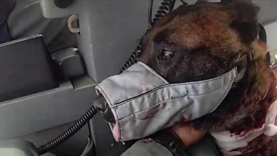 Police K-9 Enzo of the Las Vegas Metropolitan Police Department was airlifted for surgery after being stabbed multiple times in the line of duty.