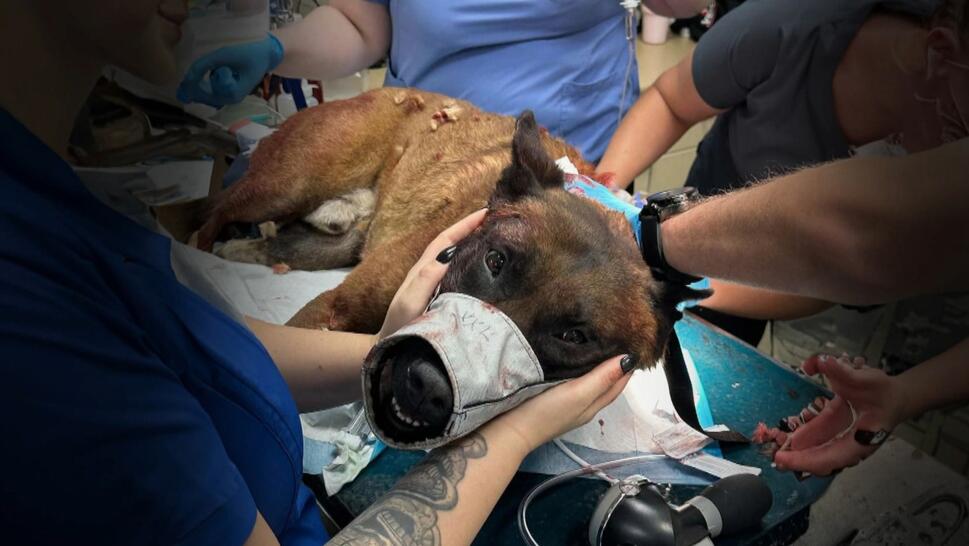 K-9 Released From Hospital After Being Stabbed by Suspect