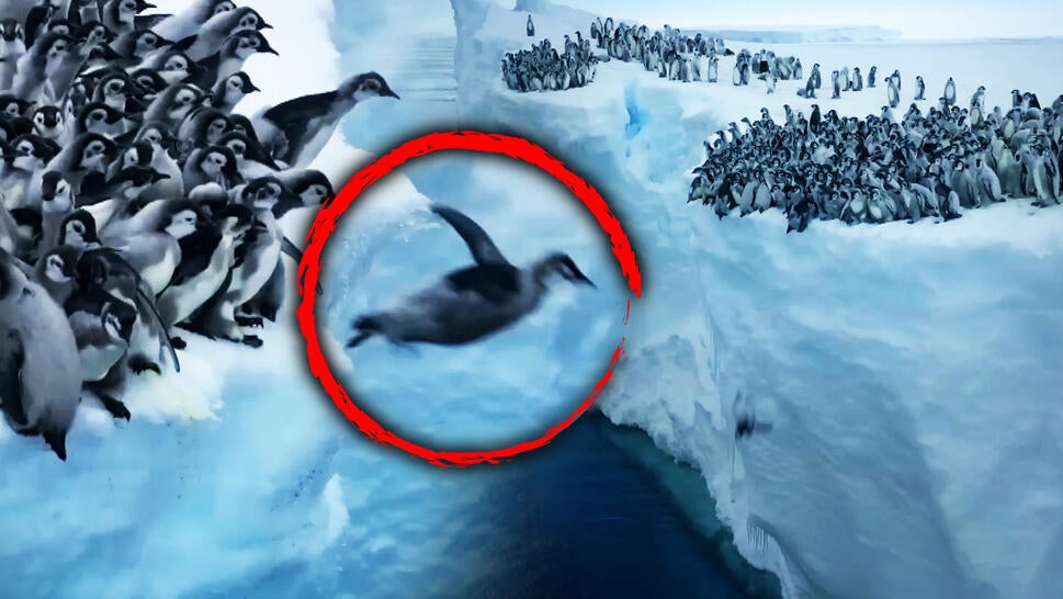 Emperor penguin jumps from cliff