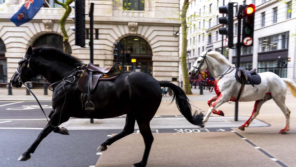 Runaway Army Horses Tear Through London