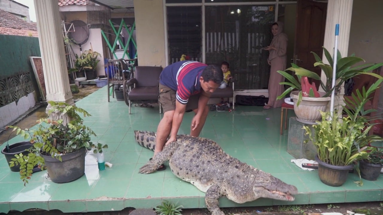 440 Pound Pet Crocodile Is Just Part of the Family | Inside Edition