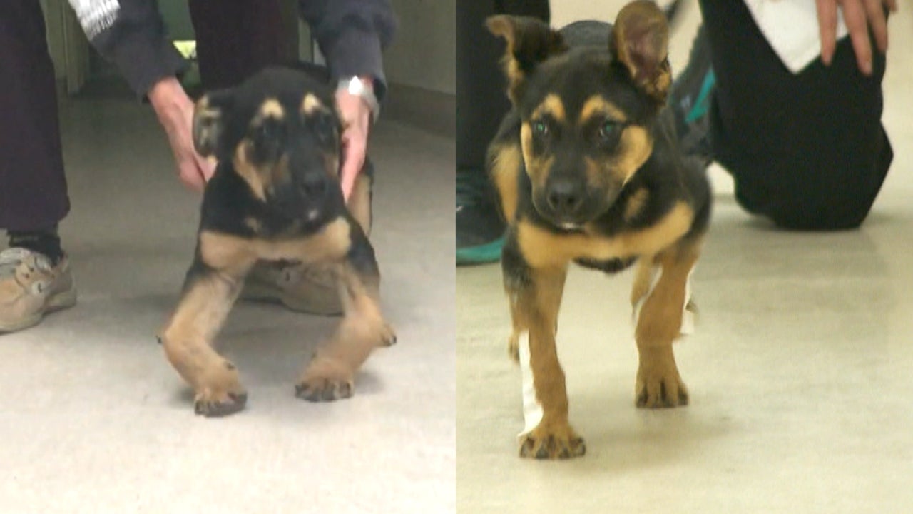 See The Moment Orphaned Bow Legged Puppy Walks As Cast Is Removed Inside Edition