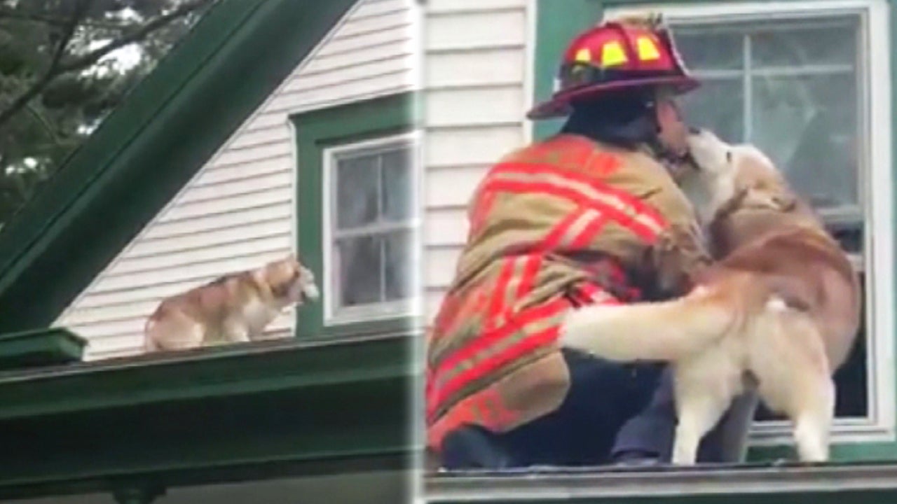 Dog Kisses Maine Firefighter who Rescued Him From Roof Inside Edition