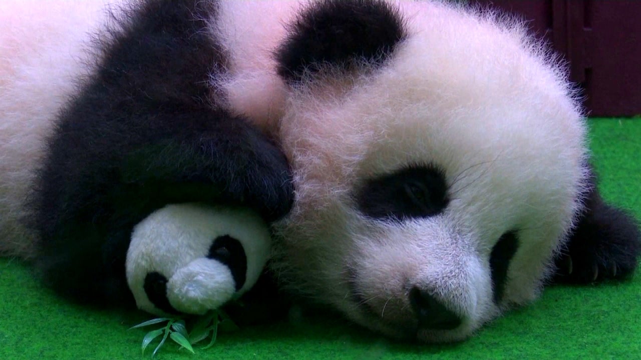 Cute Baby Panda Falls Asleep During Her Public Debut | Inside Edition, image size:1280x720