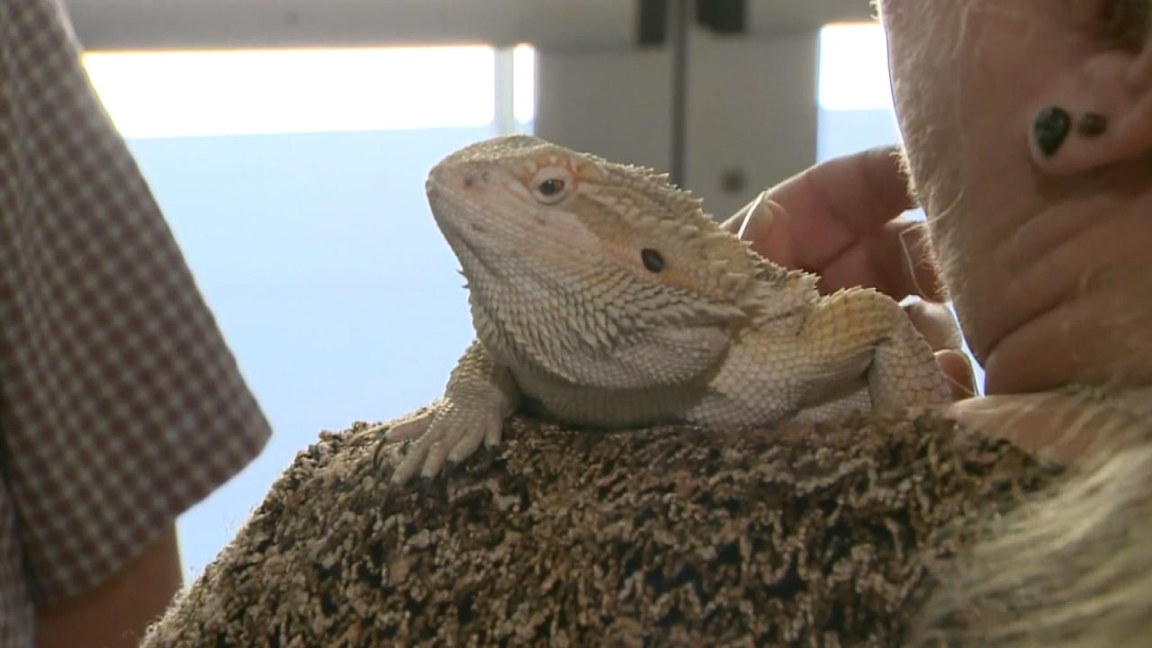 Family Adopts Bearded Dragon After It Falls Out of Walmart Box Inside