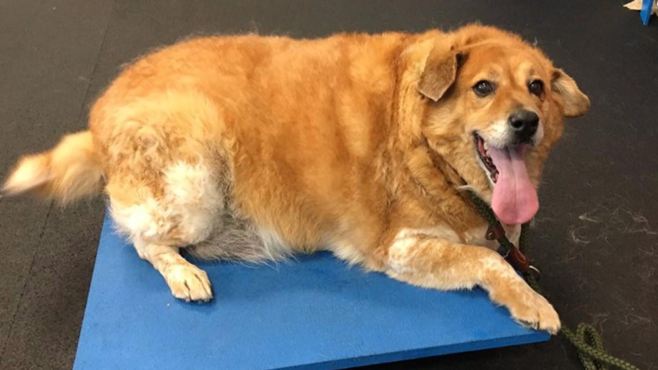 Chunky Dog Loses Almost Half Her Weight With Strict Diet 