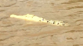Rare White Crocodile Spotted in the Wild | Inside Edition