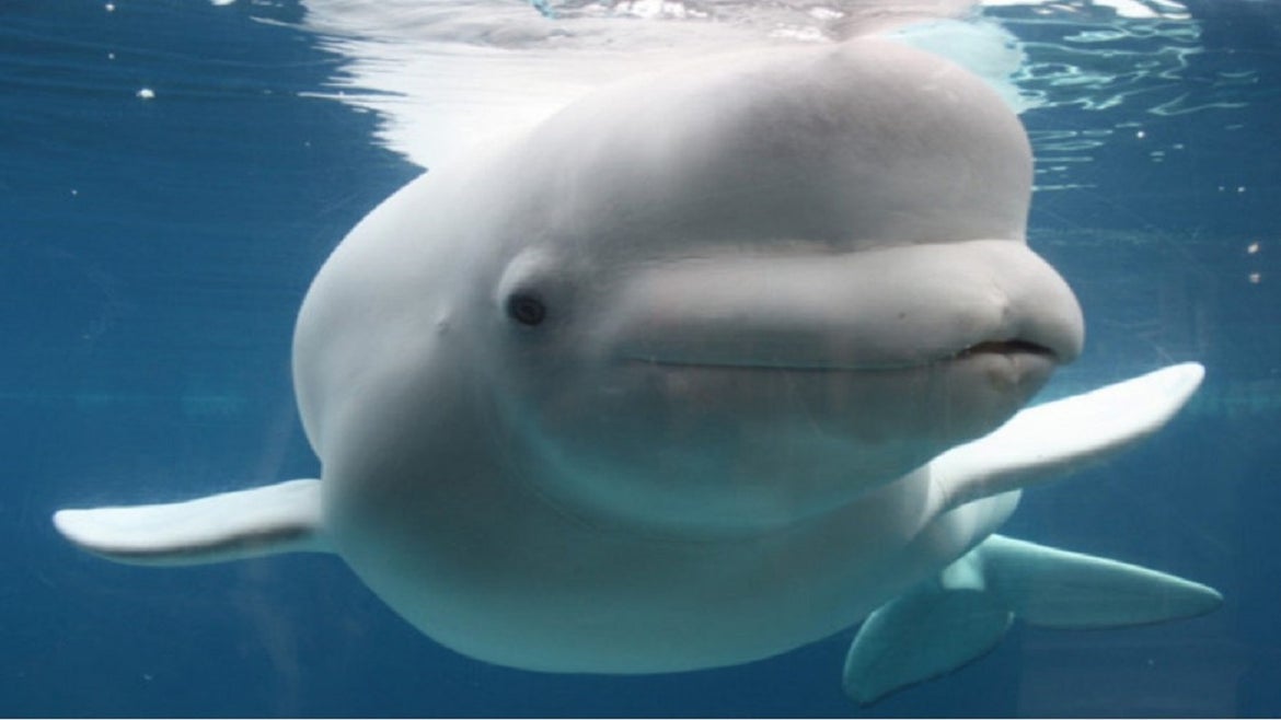 Connecticut aquarium auctions chance to name three beluga whales.