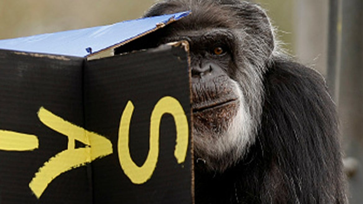 Cobby, the oldest known chimpanzee, died on Saturday at the age of 63.