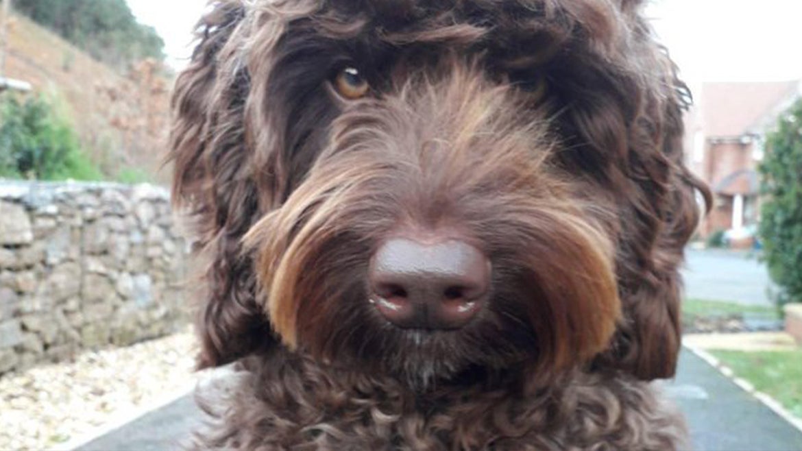 Therapy dog, Digby, 3, the labradoodle saves a young woman's life. 