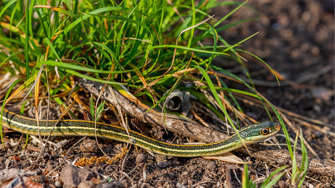 A stock image of a garter snake.