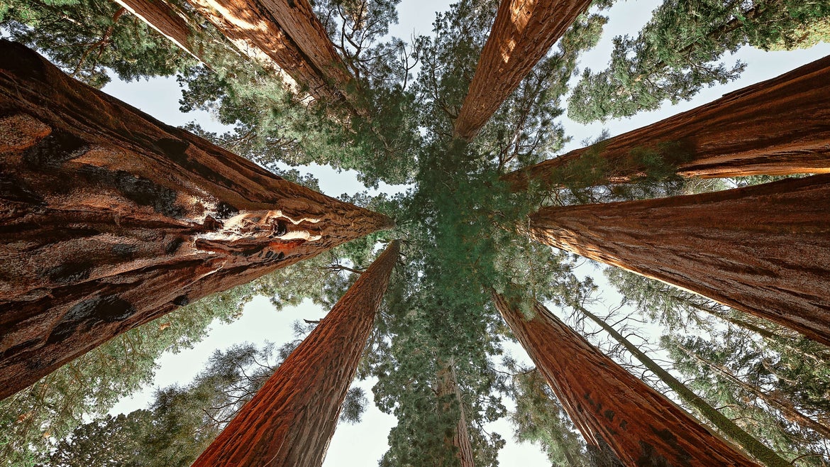 Upward shot of trees in Sequoia National Park
