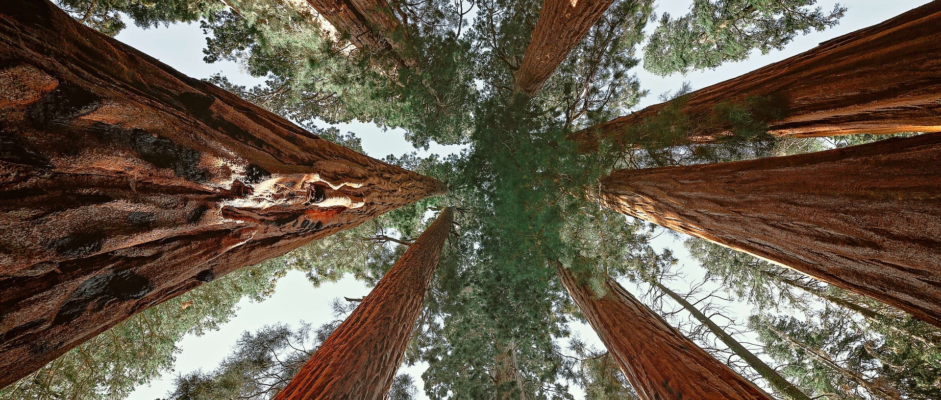 Upward shot of trees in Sequoia National Park