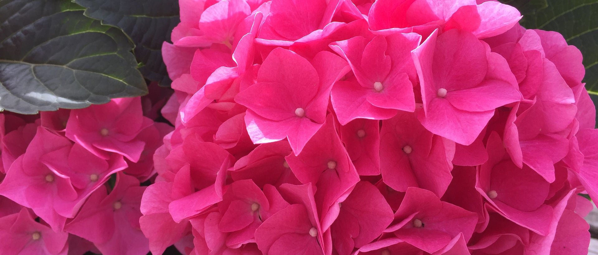 Up close pink hydrangea
