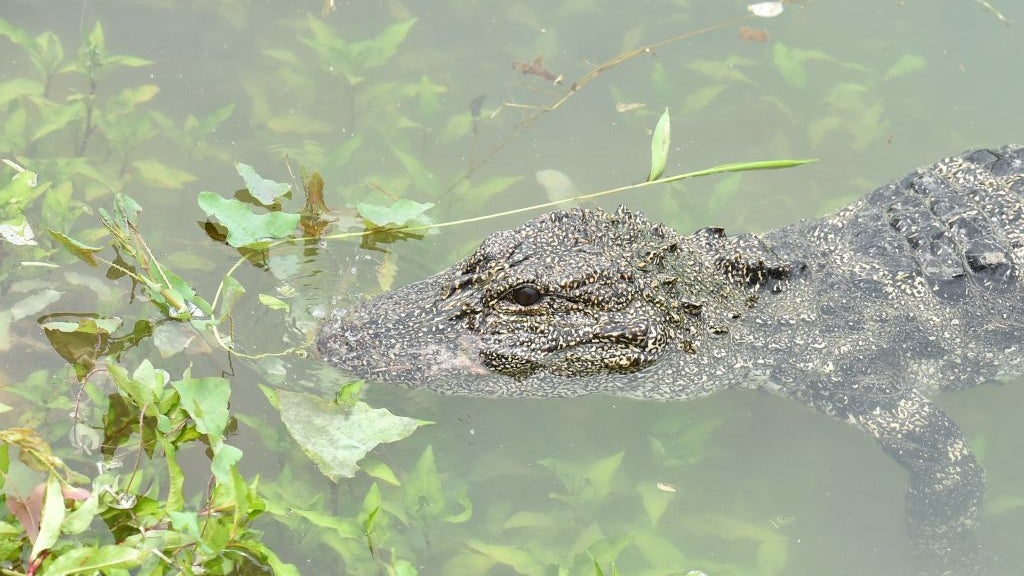 Alligator peeking above water