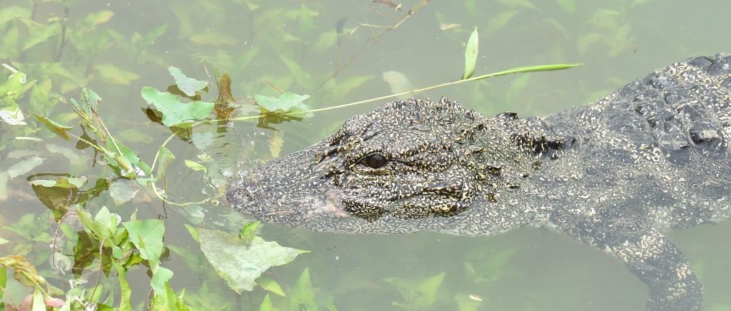 Alligator peeking above water