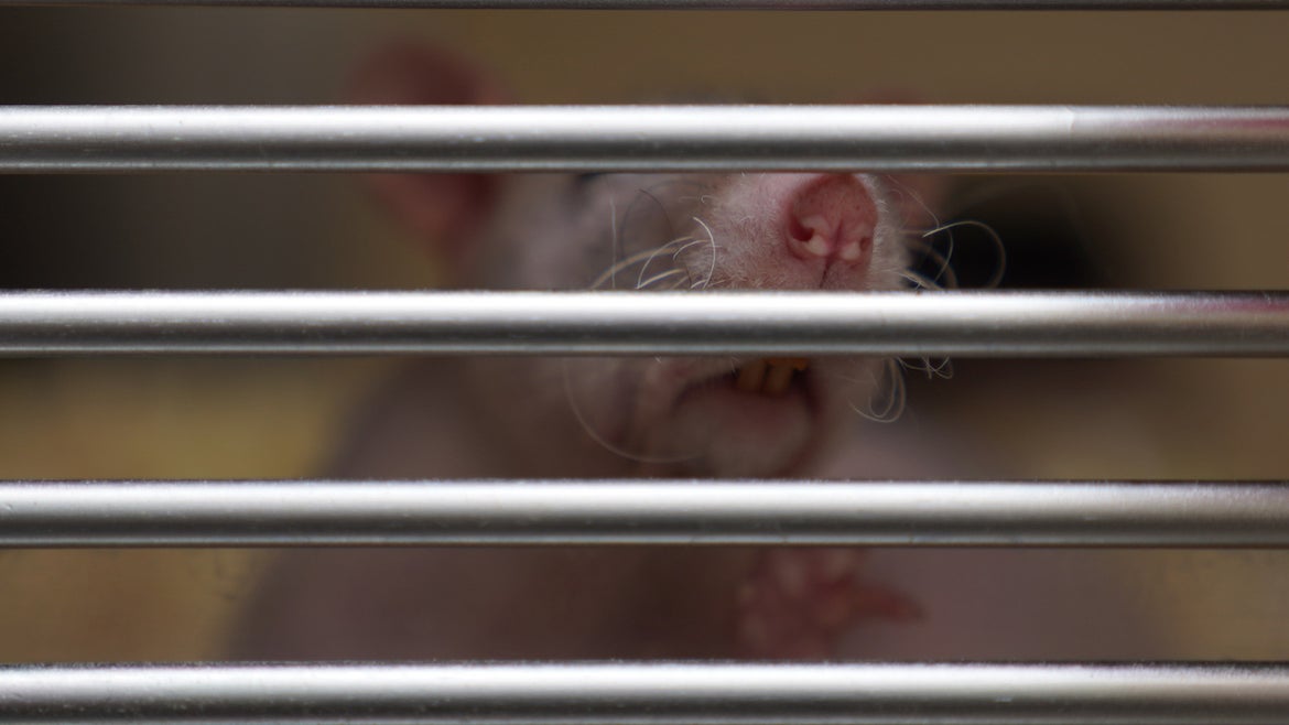 04 June 2021, Hamburg: A naked rat is seen in a cage at the Hamburg animal shelter. 