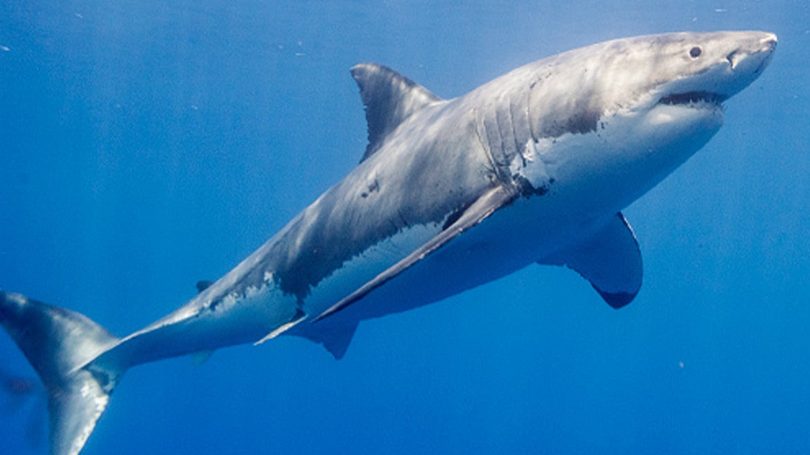 Great white shark swimming in Mexico.