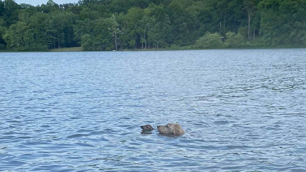 Harley rescuing the baby deer from the Virginia lake.