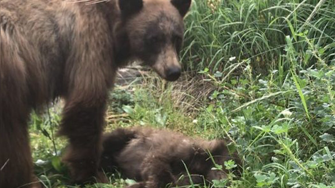 Mama bear won't leave her baby after cub was killed by speeding care at Yosemite.