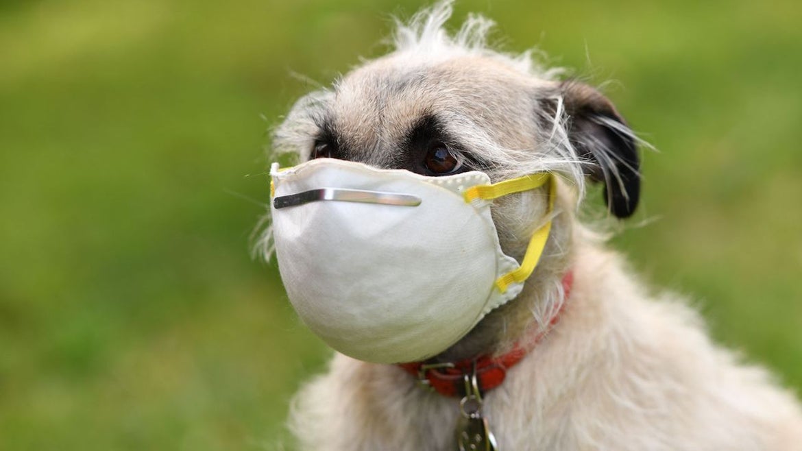 An illustration photo shows Ziggie the dog wearing a mask put on her face by her owner in Los Angeles, on April 5, 2020