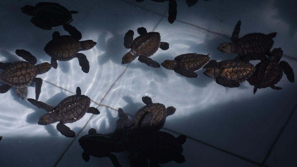Baby hawksbill sea turtles swimming in water