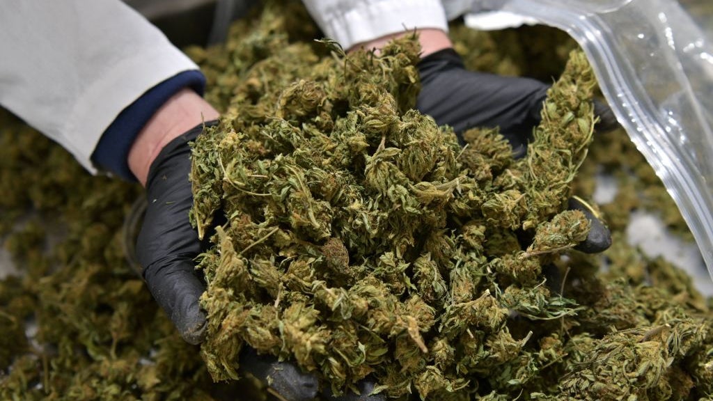 Gloved hands in bucket of harvested marijuana