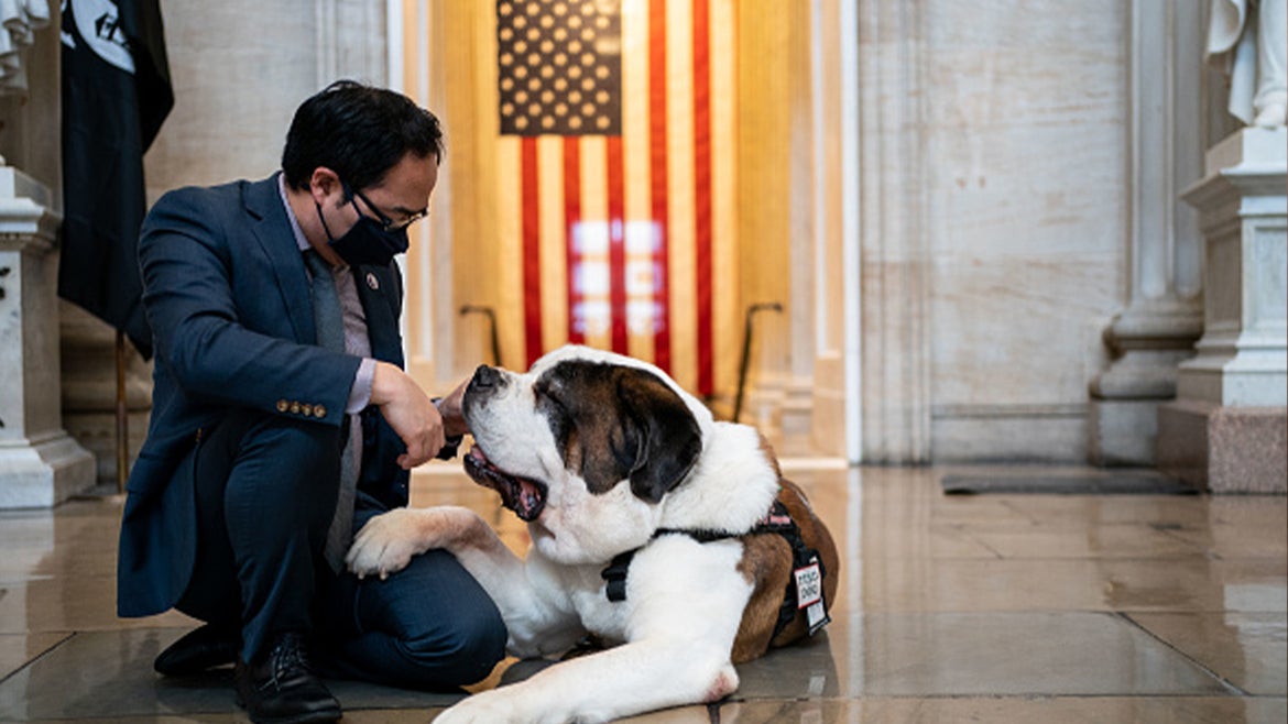  Rep. Andy Kim (D-NJ) pets Officer Clarence, a Saint Bernard with the Greenfield (Mass.) Police Department in the Rotunda of the U.S. Capitol Building on Thursday, April 15, 2021 in Washington, DC.