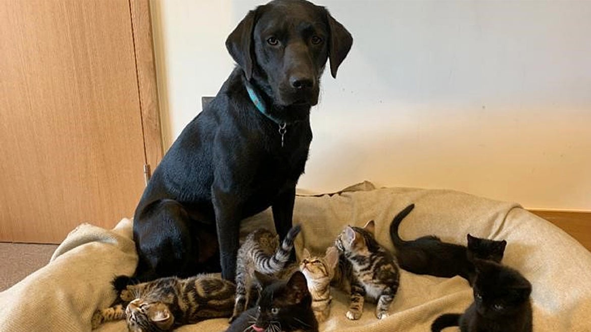 A one-year-old rescue dog named Bertie nurtured seven abandoned kittens back to health.
