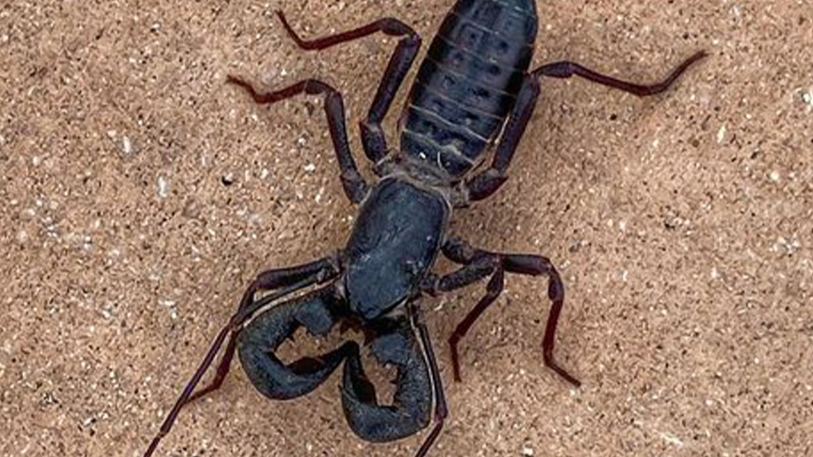 A photo of the "Whip Scorpions" aka, vinegaroons