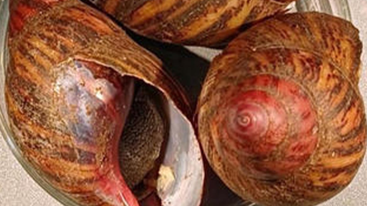 Photo of snails seized by U.S. Customs and Border Protection at Houston Airport.