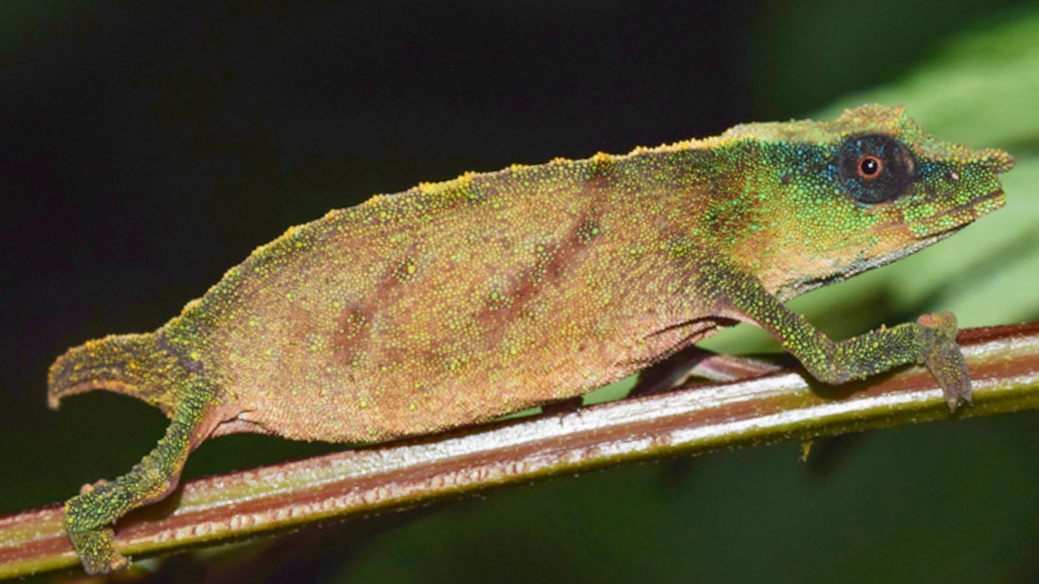 The rare chameleon was first observed in 1992 in the rainforests of Malawi Hills.