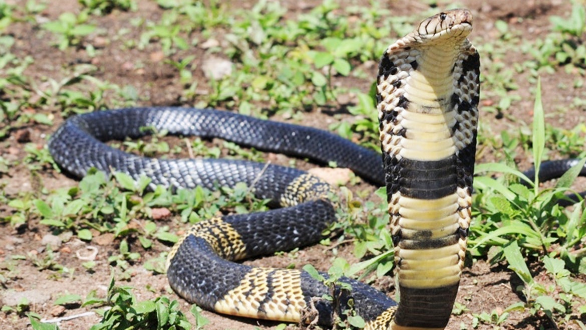 A deadly West African banded cobra is loose in a north Texas after escaping a home.