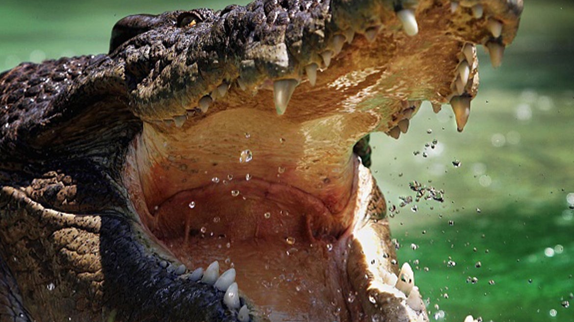 A stock image of a saltwater crocodile.