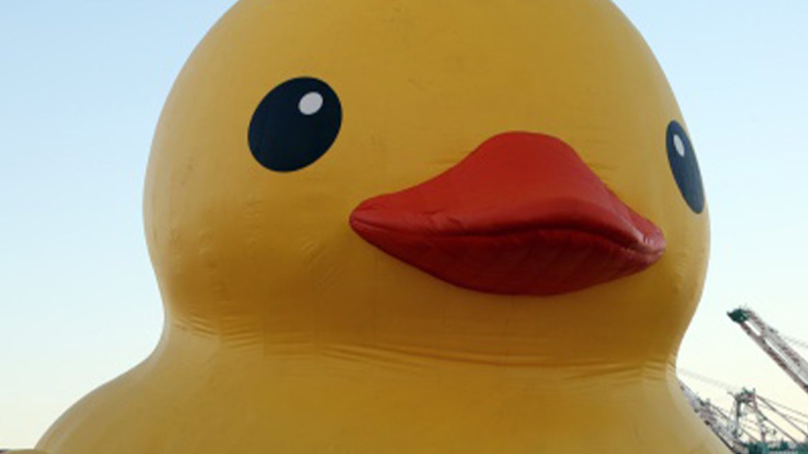 A similar image of what the giant rubber duck looks like in the Maine Harbor.