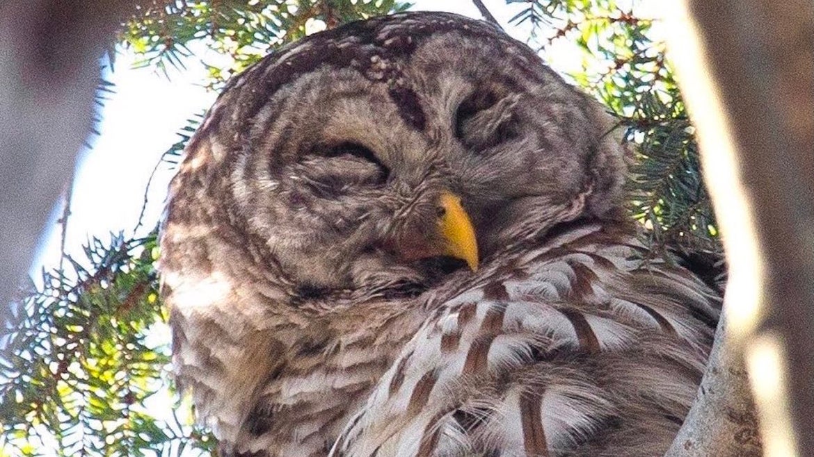 Barry the barred owl