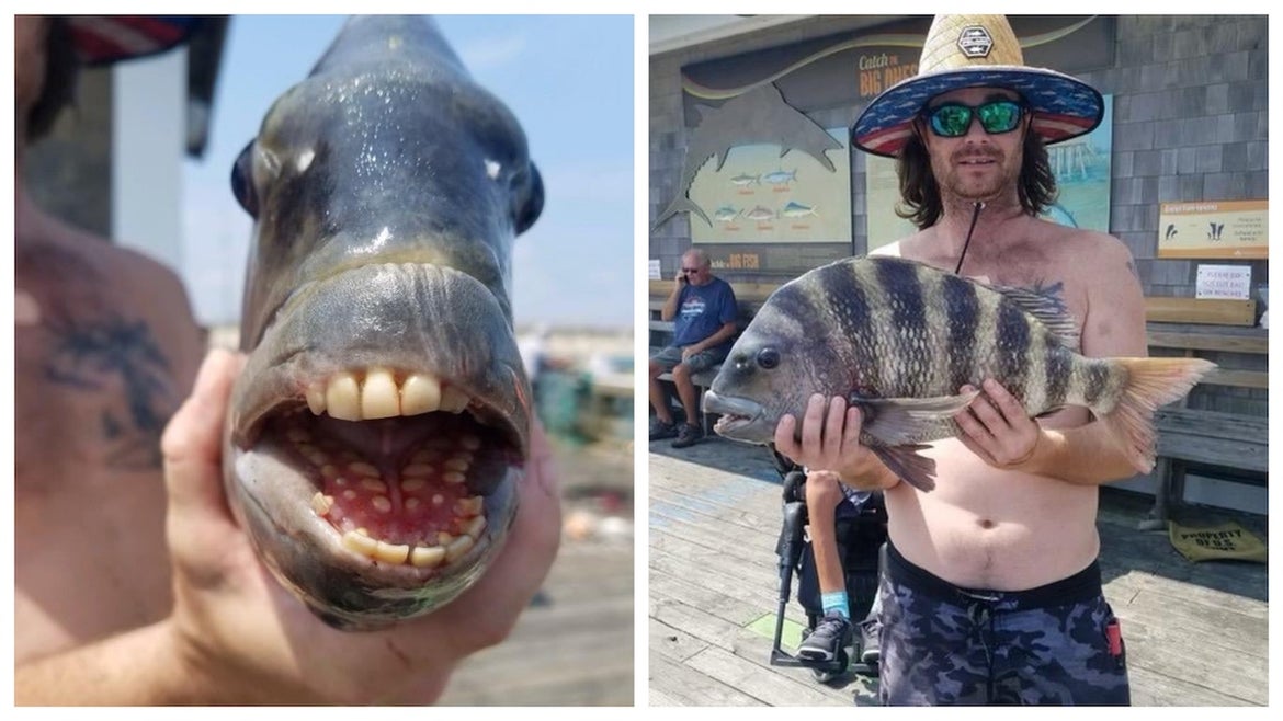 Fish with Human-like Teeth