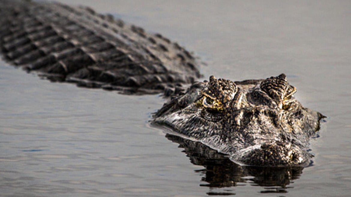 A stock image of an alligator.