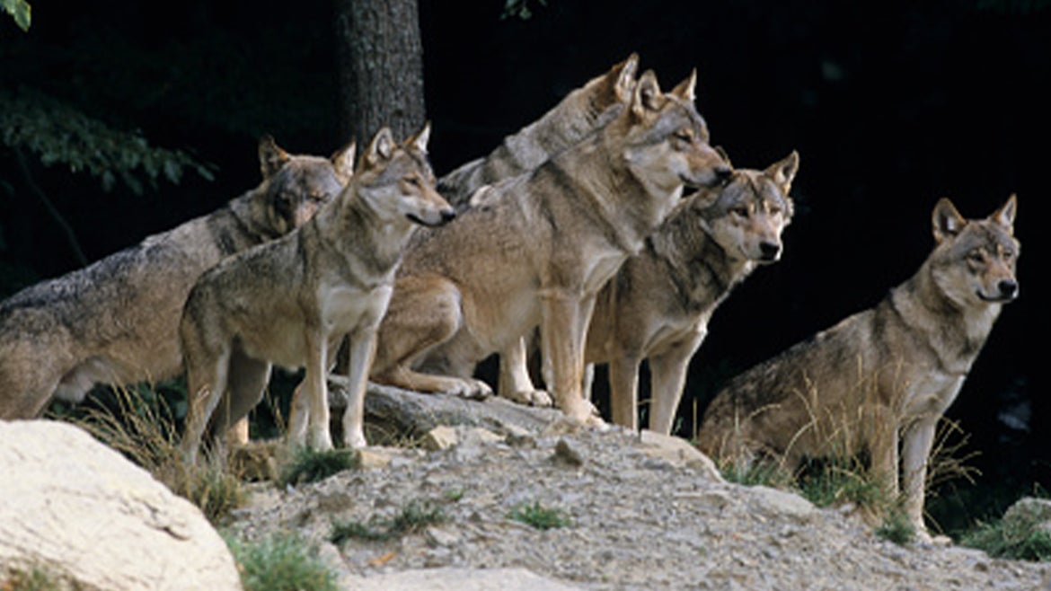 A stock image of a pack of gray wolves. 