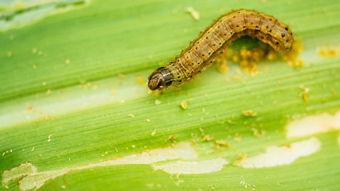A stock image of a armyworm. These pests are invading the Northeast.