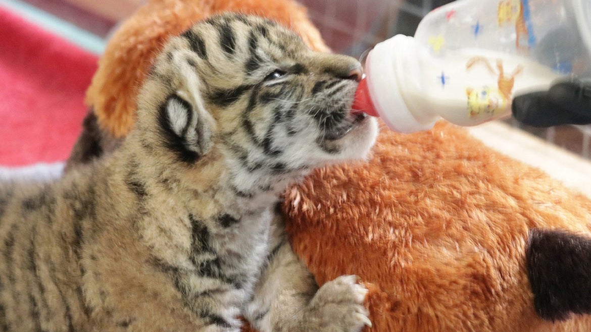 Photo of tiger cub drinking from a bottle